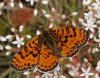 Melitaea didyma